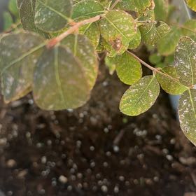 Photo of the plant species Pineapple Guava by @VigilantAnise44 named Tree Diddy on Greg, the plant care app