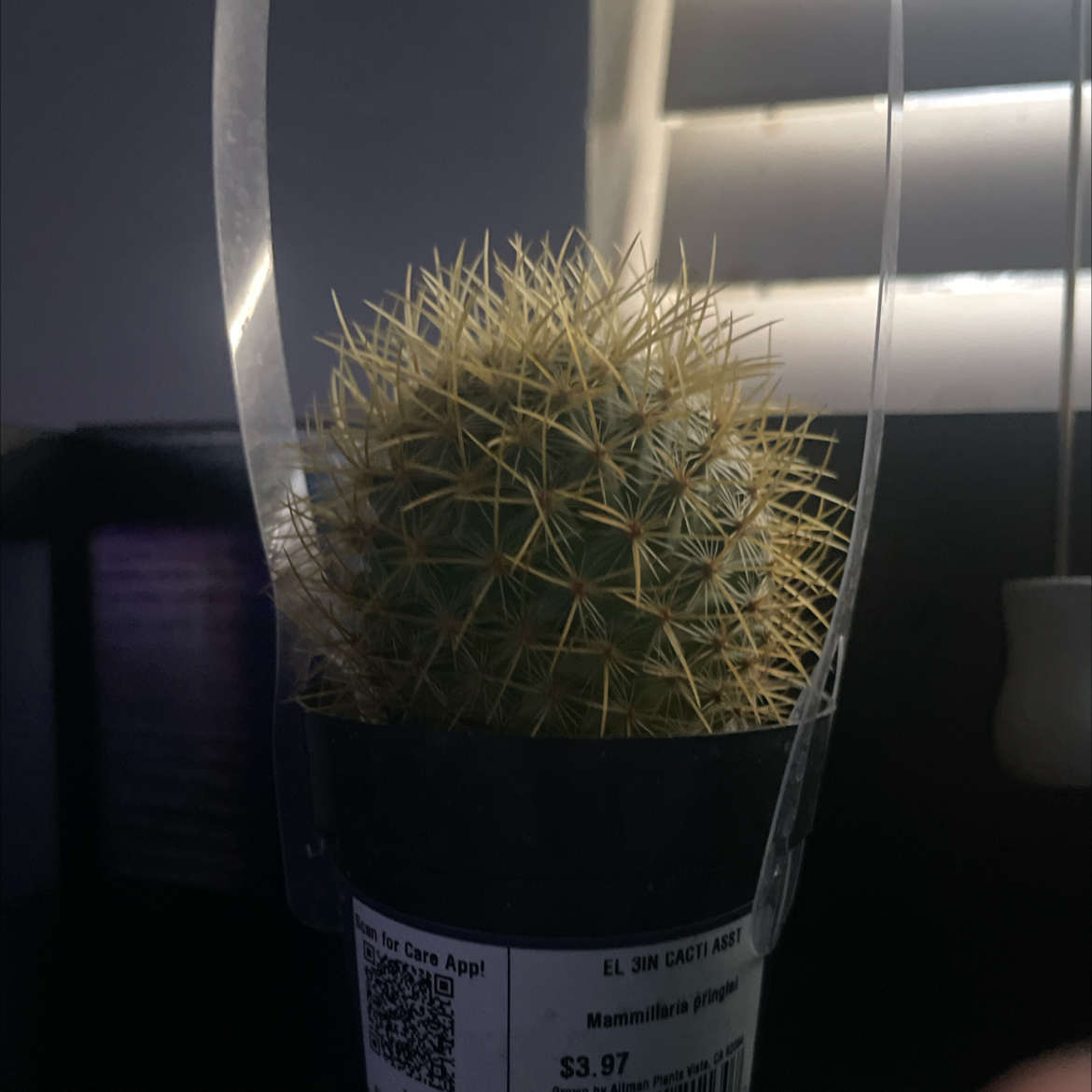 Photo of the plant species Mammillaria pringlei by @HeroBalticivy45 named Pokey on Greg, the plant care app