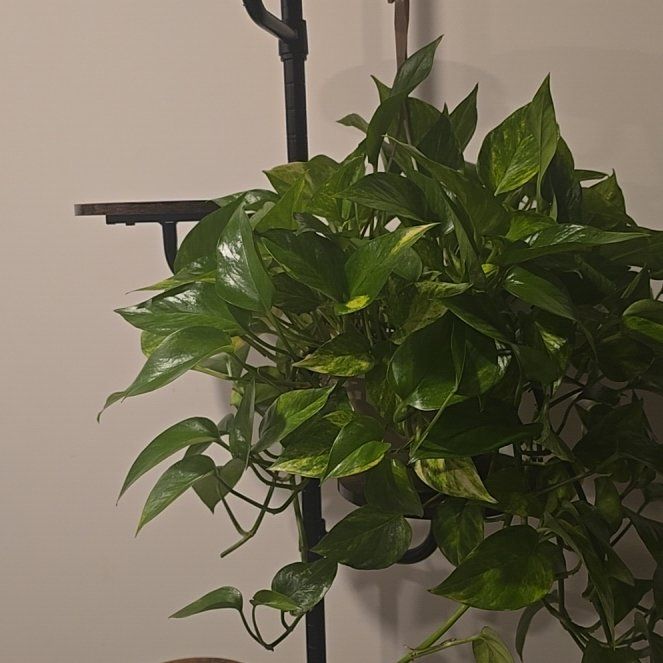 Photo of the plant species Neon Queen Pothos by @ExactCatnip91 named BJ on Greg, the plant care app