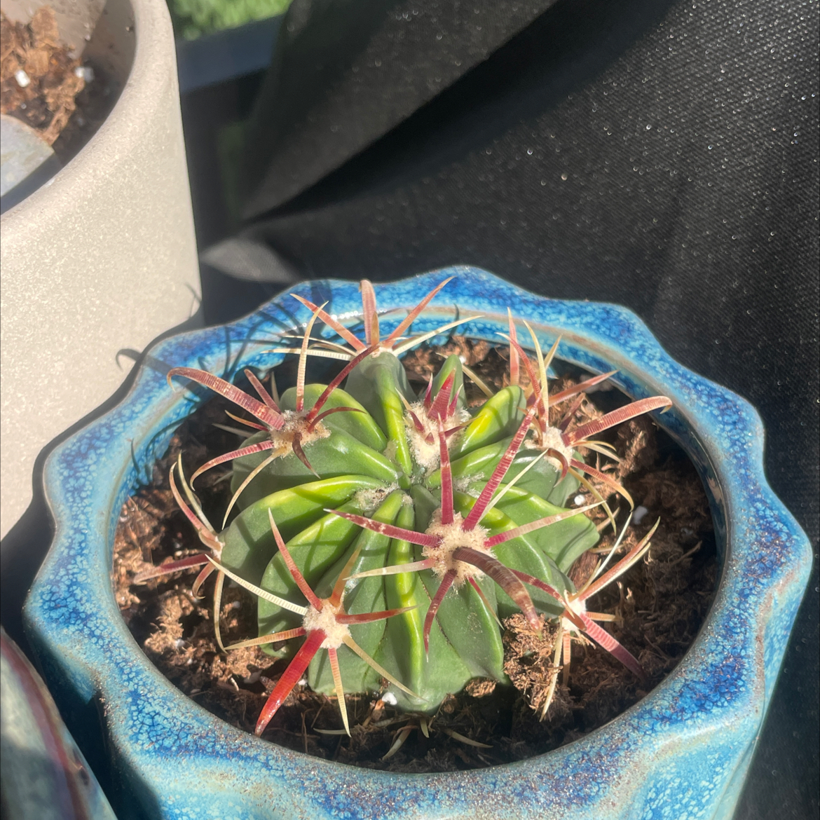 Photo of the plant species Devil's Tongue Barrel Cactus by @RhapsodicFern16 named Sahara on Greg, the plant care app