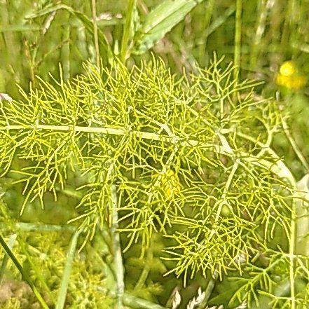 Photo of the plant species Common Fennel by @WinOgresears43 named Coco on Greg, the plant care app