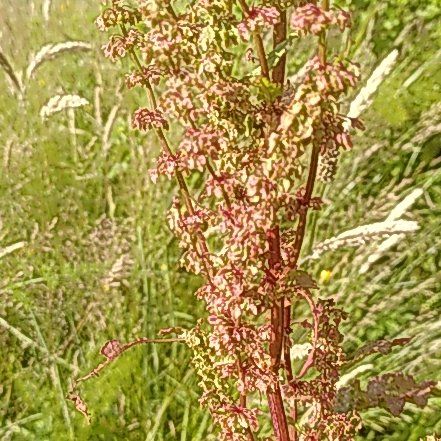 Photo of the plant species Rumex Crispus by @WinOgresears43 named Beyonce on Greg, the plant care app