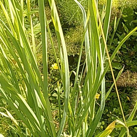 Photo of the plant species Sweet Flag by @WinOgresears43 named Muhammad Ali on Greg, the plant care app