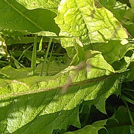 Photo of the plant species Bull Nettle by @WinOgresears43 named Sahara on Greg, the plant care app