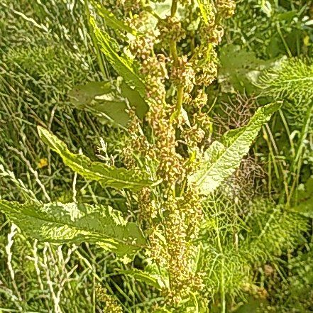 Photo of the plant species Rumex Crispus by @WinOgresears43 named Fernie Mac on Greg, the plant care app