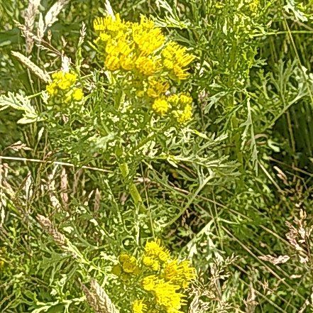 Photo of the plant species American Sneezeweed by @WinOgresears43 named Khaleesi on Greg, the plant care app