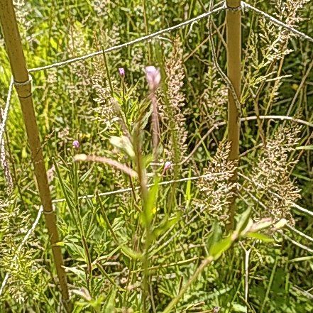 Photo of the plant species Fringed Willowherb by @WinOgresears43 named Captain Plant-it on Greg, the plant care app
