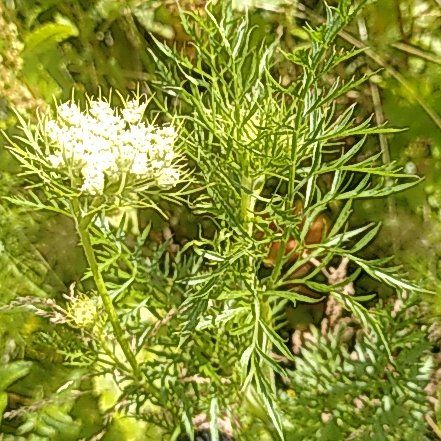 Photo of the plant species Southernwood by @WinOgresears43 named Mochi on Greg, the plant care app