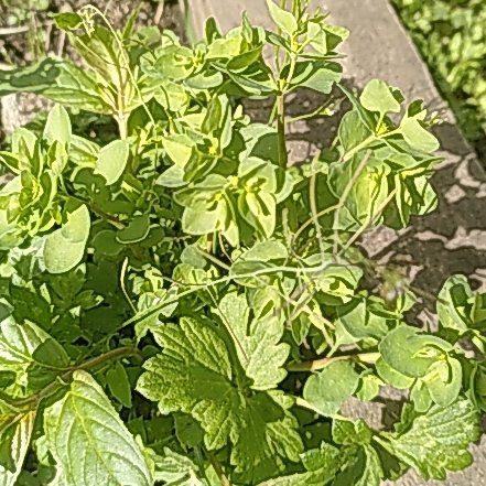 Photo of the plant species Cancer Weed by @WinOgresears43 named Osmo on Greg, the plant care app