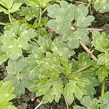 Photo of the plant species Creeping Buttercup by @WinOgresears43 named Sir Plancelot on Greg, the plant care app