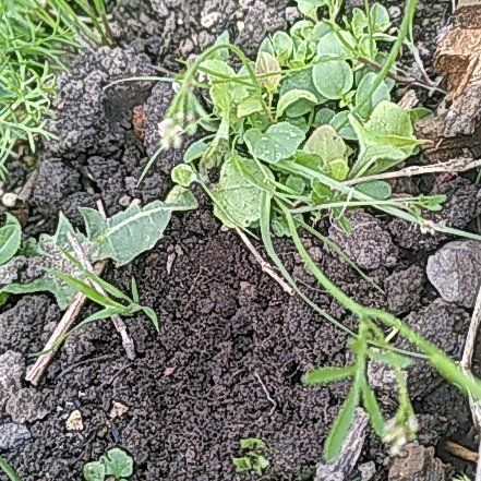 Photo of the plant species Hairy Bittercress by @WinOgresears43 named Diana on Greg, the plant care app