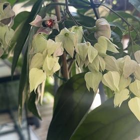 Photo of the plant species Bleeding Heart Vine by @DarlingMiro92 named Fernie Mac on Greg, the plant care app