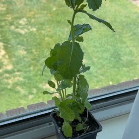 Photo of the plant species Mentha Suaveolens by @ChicDionysos86 named Queen on Greg, the plant care app