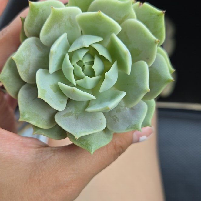 Photo of the plant species Echeveria Hybrid by @SuitableTaro named Gobi on Greg, the plant care app