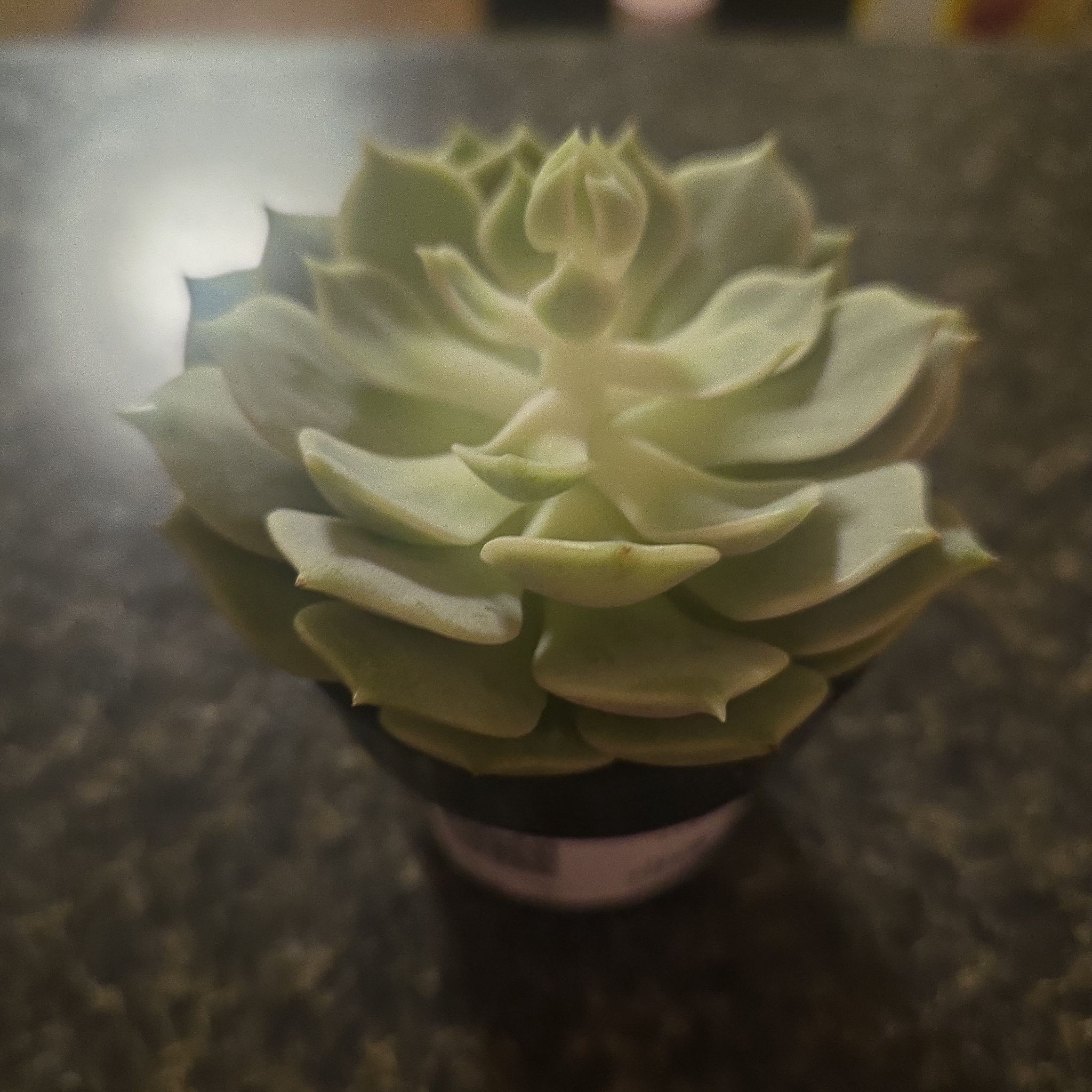 Photo of the plant species Echeveria Hybrid by @SuitableTaro named Gobi on Greg, the plant care app