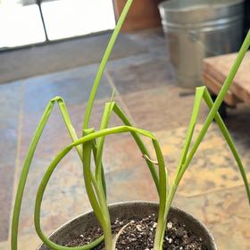 Photo of the plant species Allium Sativum by @GodlyAjwain0 named Taylor Swift on Greg, the plant care app