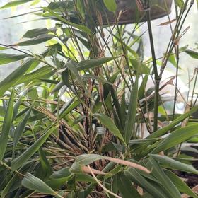 Photo of the plant species Monk's Belly Bamboo by @GodlyAjwain0 named Badu on Greg, the plant care app