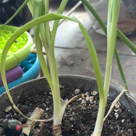 Photo of the plant species Garlic by @GodlyAjwain0 named Taylor on Greg, the plant care app