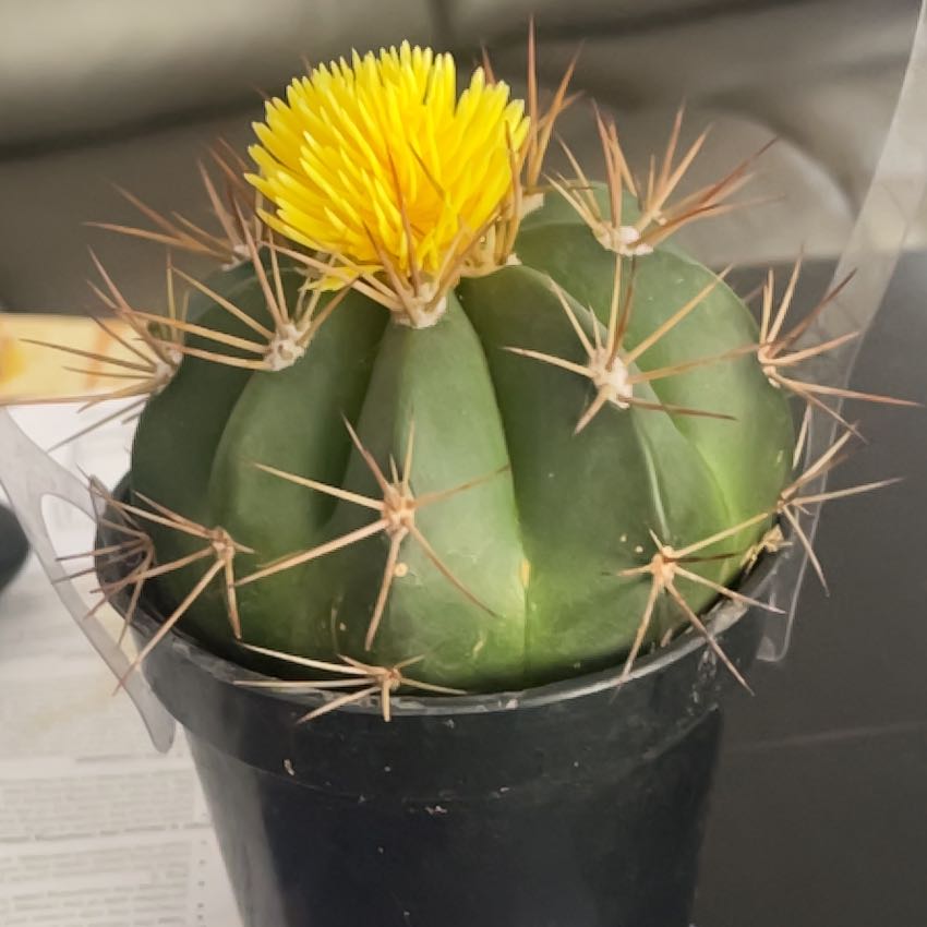 Photo of the plant species Sonora Barrel by @SnappyPepino35 named Beckham on Greg, the plant care app