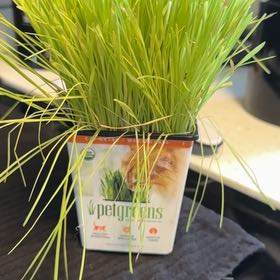 Photo of the plant species Wheatgrass by @PatientRosea19 named Coco on Greg, the plant care app