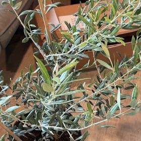 Photo of the plant species Arbequina Olive Tree by @AceAgave33 named Olive on Greg, the plant care app