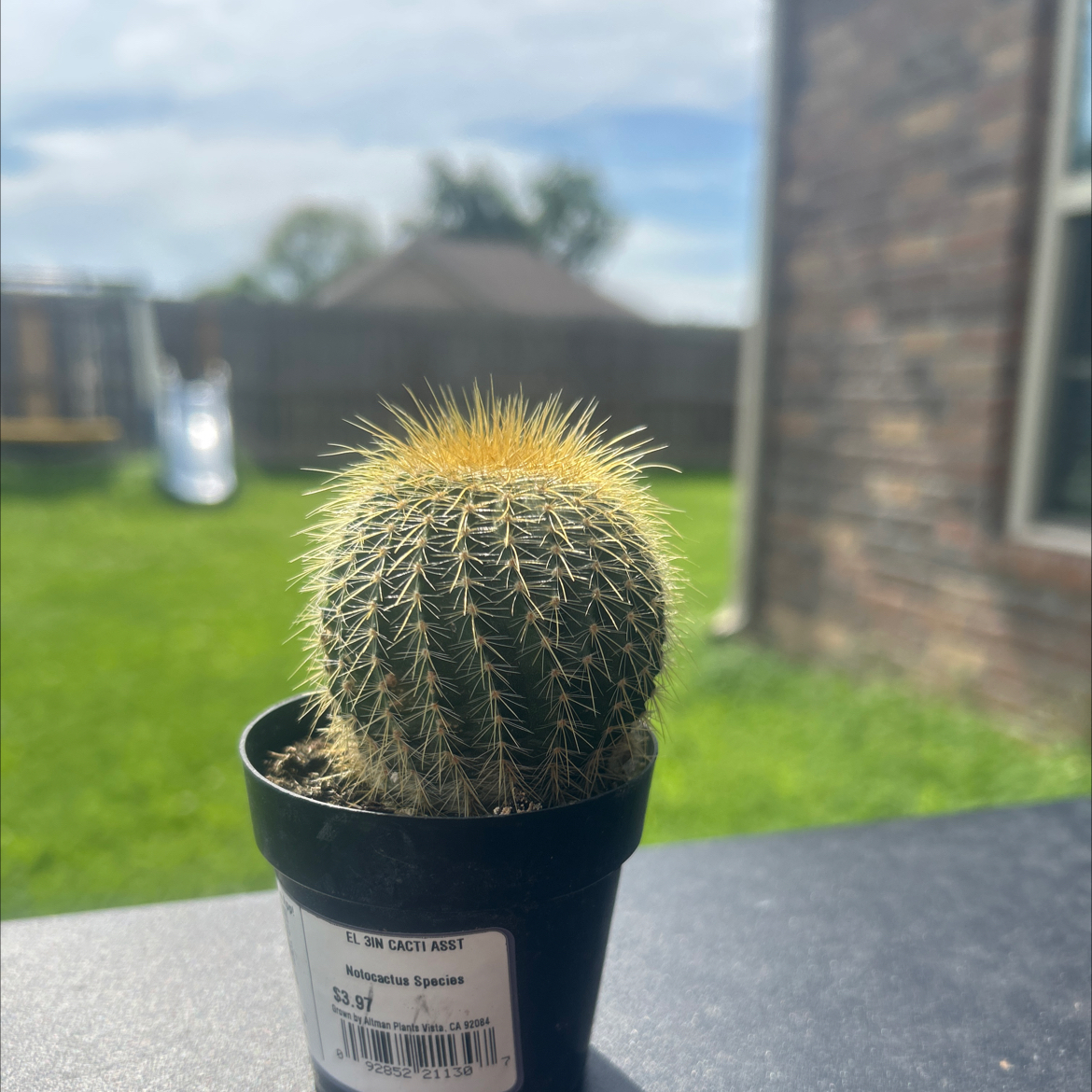 Photo of the plant species Notocactus by @RadMelon27 named Biscuit on Greg, the plant care app