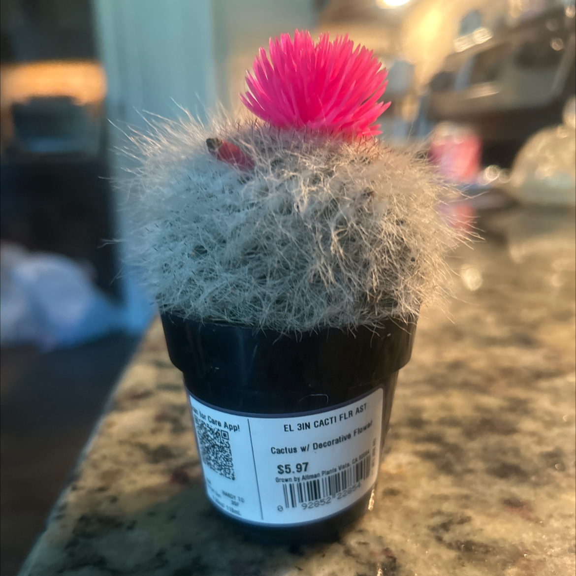 Photo of the plant species Button Cactus by @RadMelon27 named Watermaloan on Greg, the plant care app