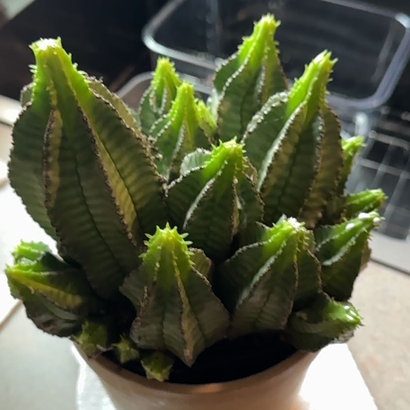 Photo of the plant species Euphorbia anoplia by @FitHopsedge69 named Spike Leaves on Greg, the plant care app