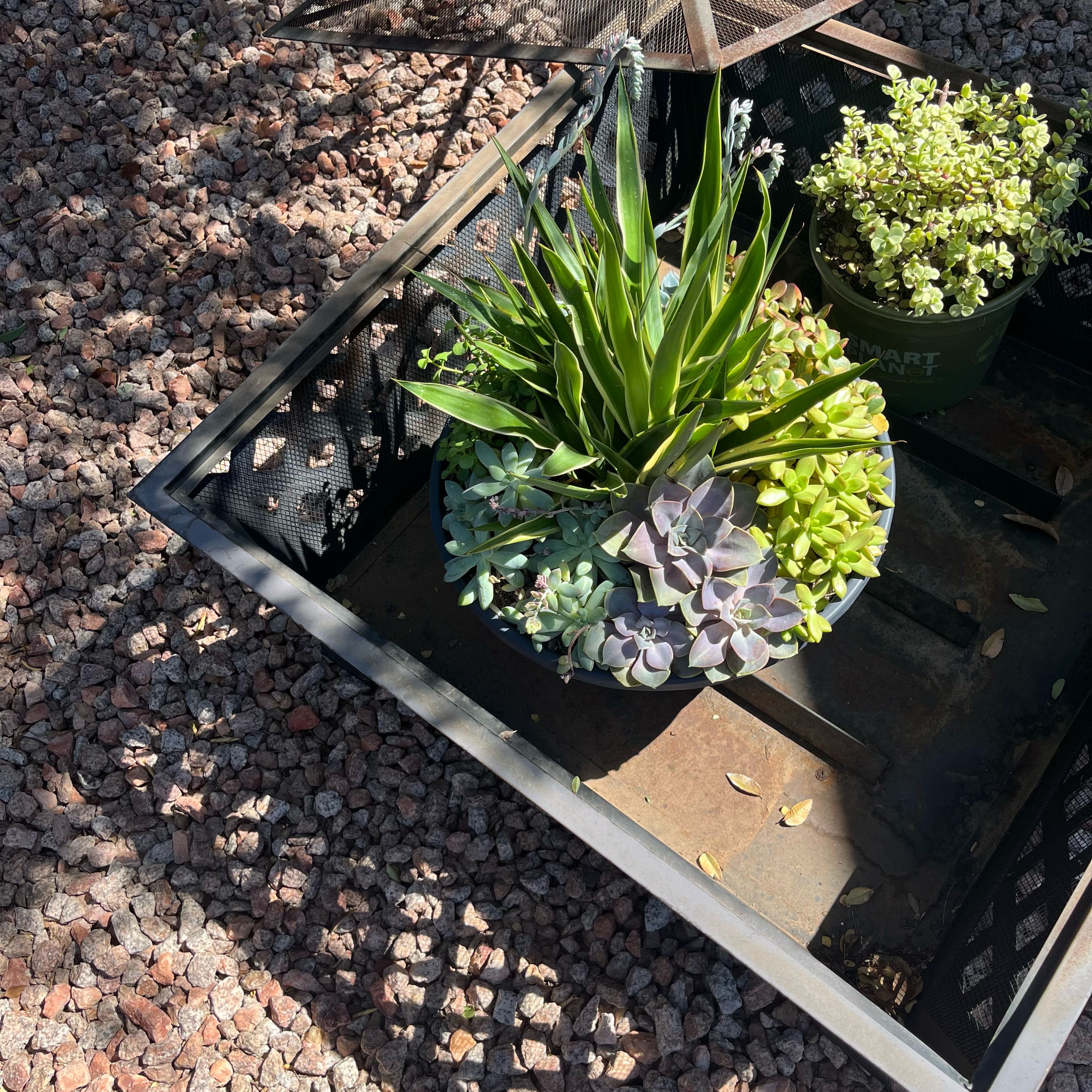 Photo of the plant species Screw Pine by @PremierBetel65 named Pax on Greg, the plant care app