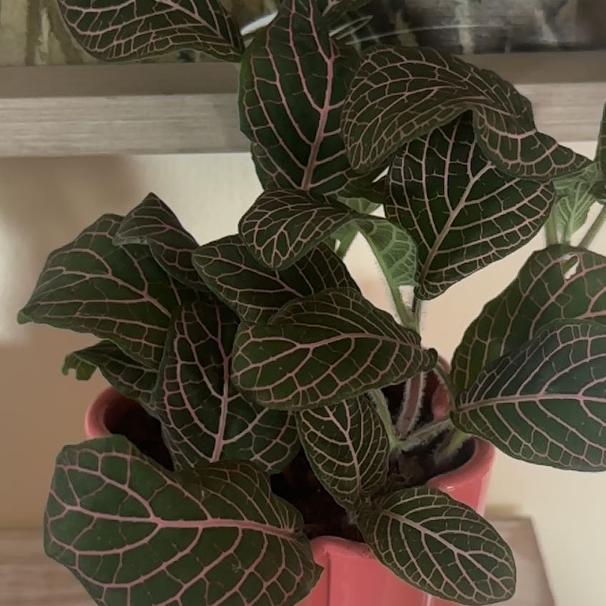 Photo of the plant species Red Vein Fittonia by @TastyTomato17 named Scarlett on Greg, the plant care app