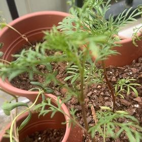 Photo of the plant species Garden Cosmos by @SportGinseng72 named Doja Cat on Greg, the plant care app