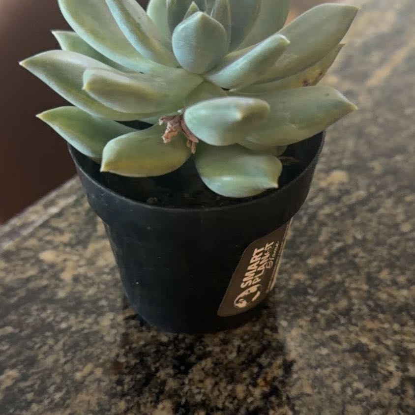 Photo of the plant species Pachyphytum longifolium by @GallantRose36 named Lilly on Greg, the plant care app