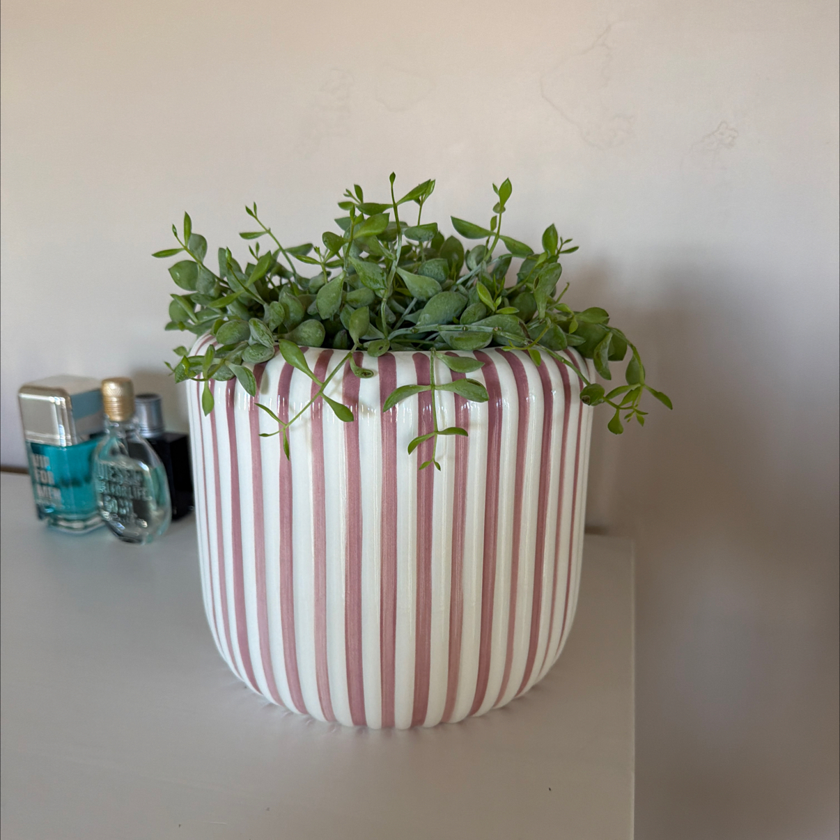 Photo of the plant species Cliff Cotyledon by @GallantRose36 named Walt on Greg, the plant care app