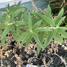 Photo of the plant species Mexican Bush Sage by @SoundlyChives named Hemingway on Greg, the plant care app