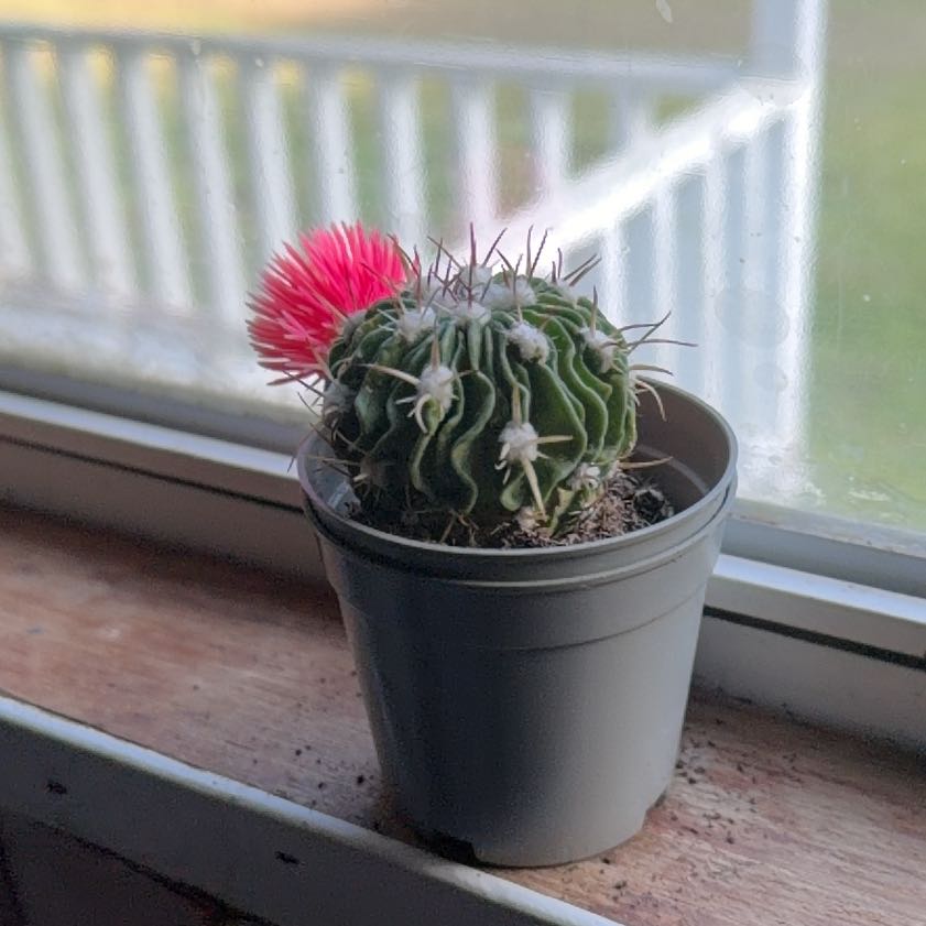 Photo of the plant species Brain Cactus by @FitCidergum28 named Bodhi on Greg, the plant care app