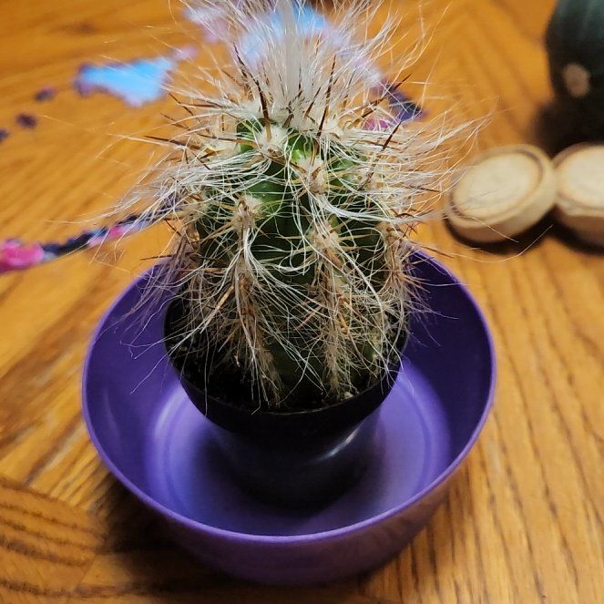 Photo of the plant species Old Man's Beard by @SilkenBlackwood named Sherlock on Greg, the plant care app