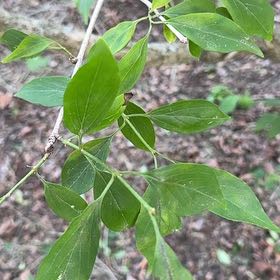 Photo of the plant species Cornelian Cherry by @NoblePinkruby57 named Miley on Greg, the plant care app