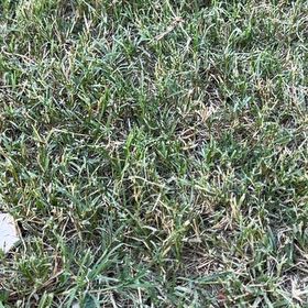 Photo of the plant species Smooth Meadowgrass by @QuaintRoselle44 named Gaga on Greg, the plant care app