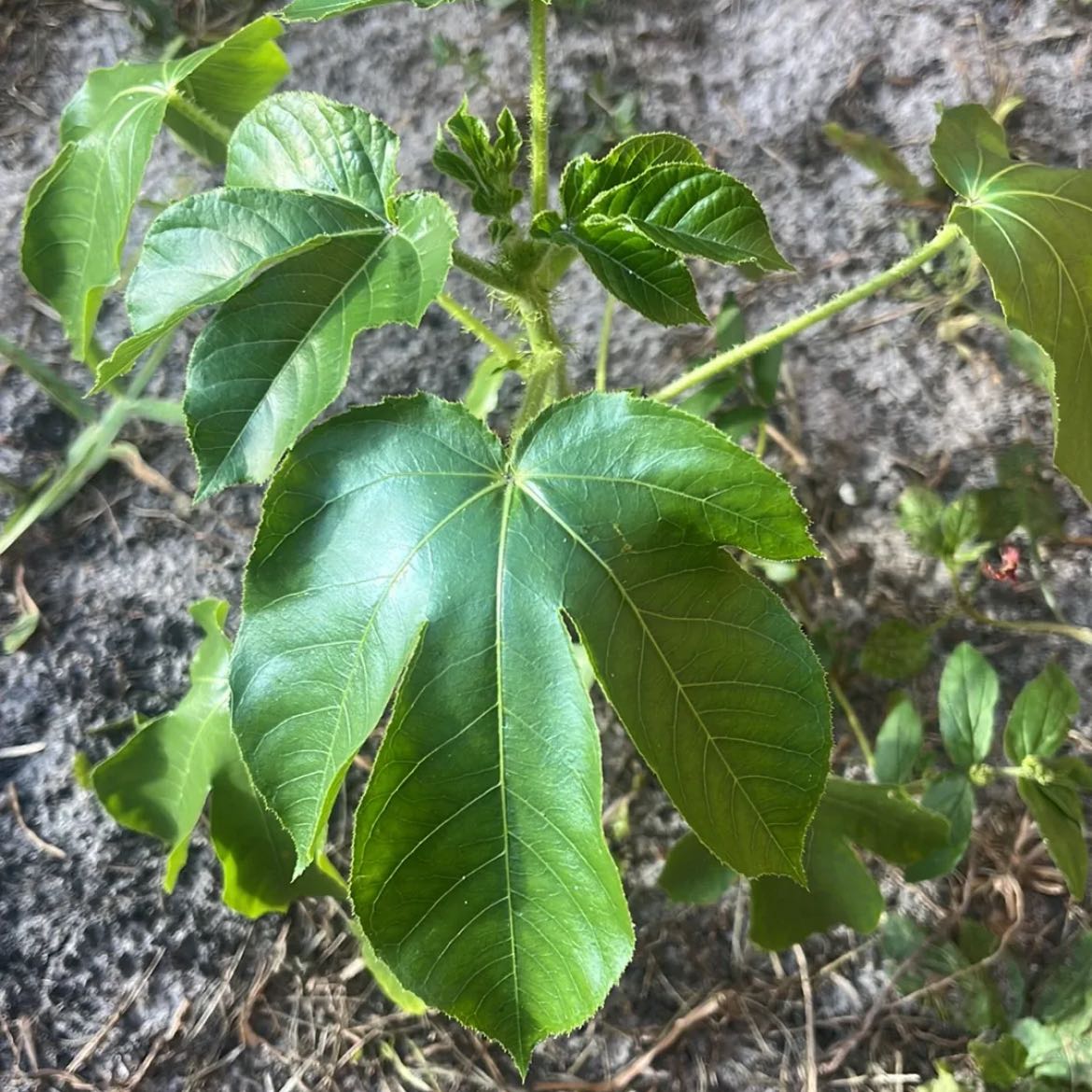 Photo of the plant species Bellyache Bush by @YesLentil27 named Rihanna on Greg, the plant care app