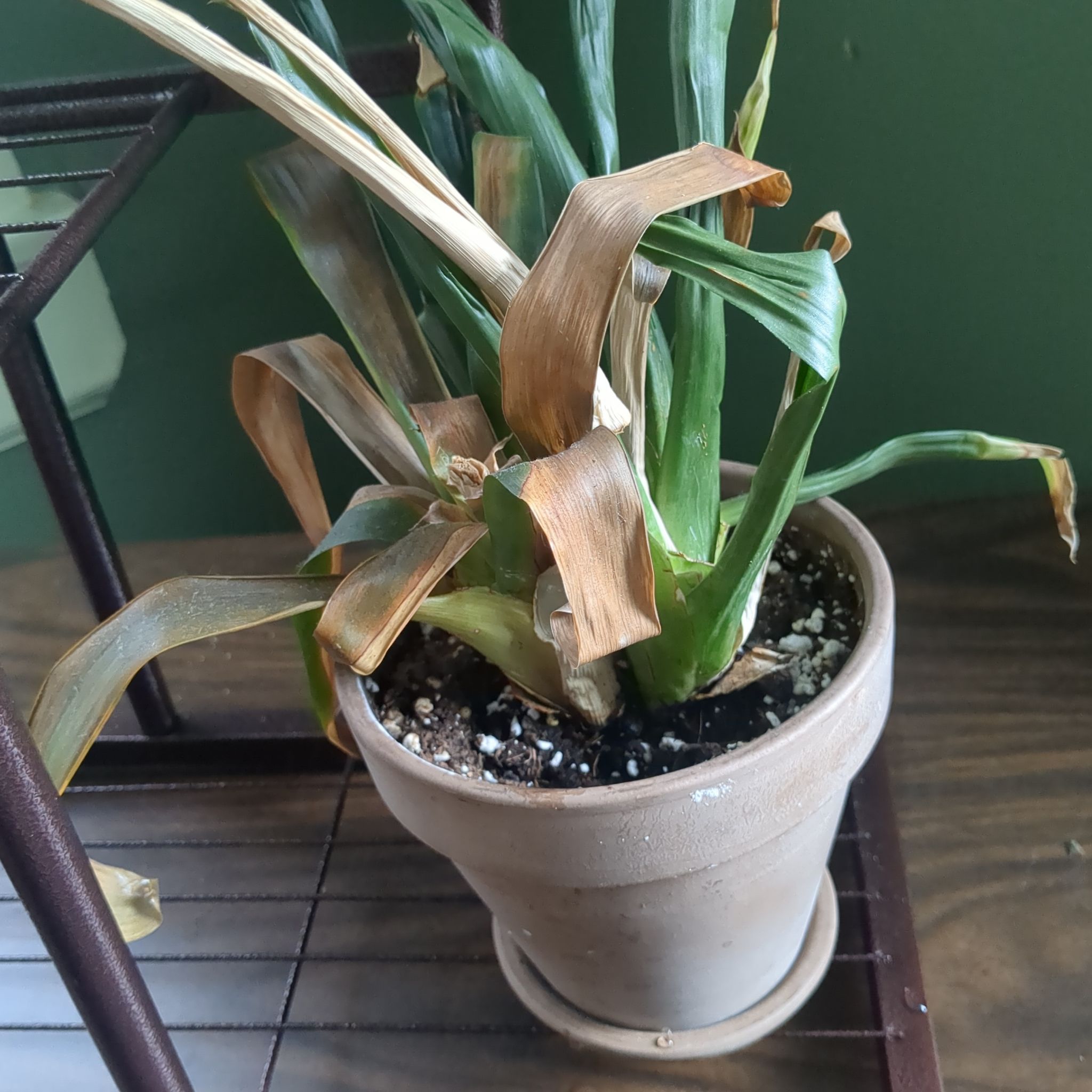Spike Leaves