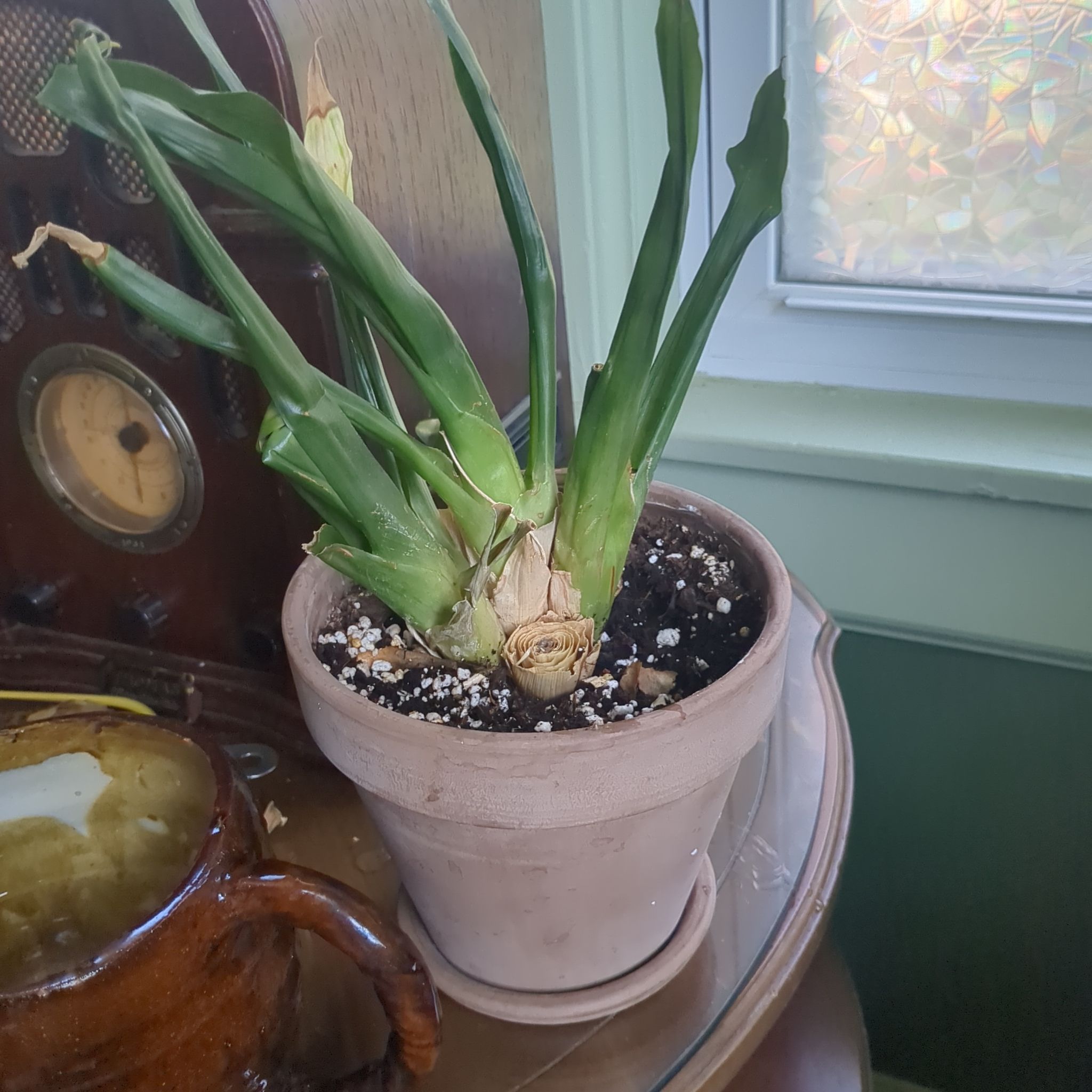 Spike Leaves
