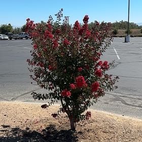 Photo of the plant species Cape Myrtle by @ZarfWhiterose0 named Spike Leaves on Greg, the plant care app