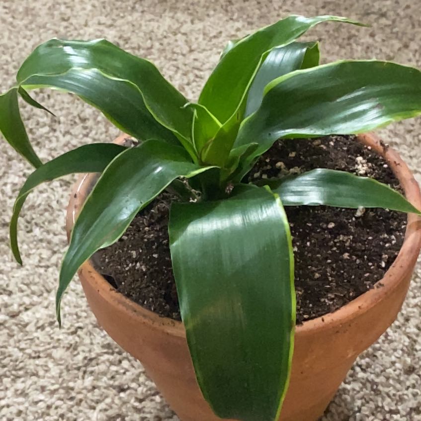 Photo of the plant species Dracaena Dorado by @littlelimetree named Oscar on Greg, the plant care app