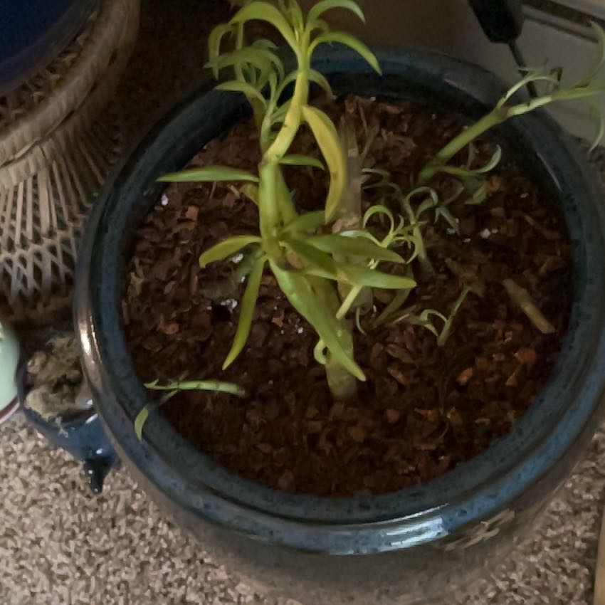 Photo of the plant species Happy Bean Peperomia by @Kody144 named Beans on Greg, the plant care app