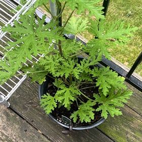 Photo of the plant species Citronella (anti-mosquito plant) by @Kody144 named Citron on Greg, the plant care app