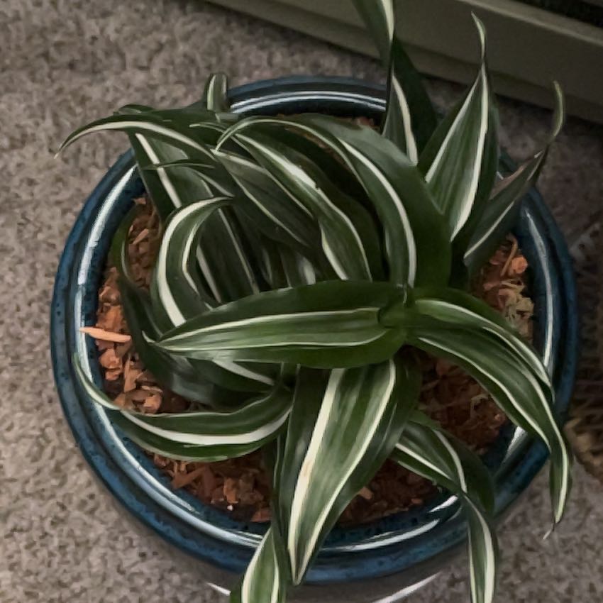 Photo of the plant species White Jewel Dracaena by @Kody144 named Summit on Greg, the plant care app