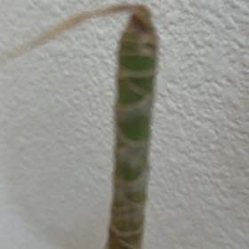 Photo of the plant species Common Scouring-Rush by @FullRedflax57 named Gobi on Greg, the plant care app