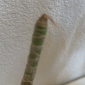 Photo of the plant species Common Scouring-Rush by @FullRedflax57 named Darwin on Greg, the plant care app