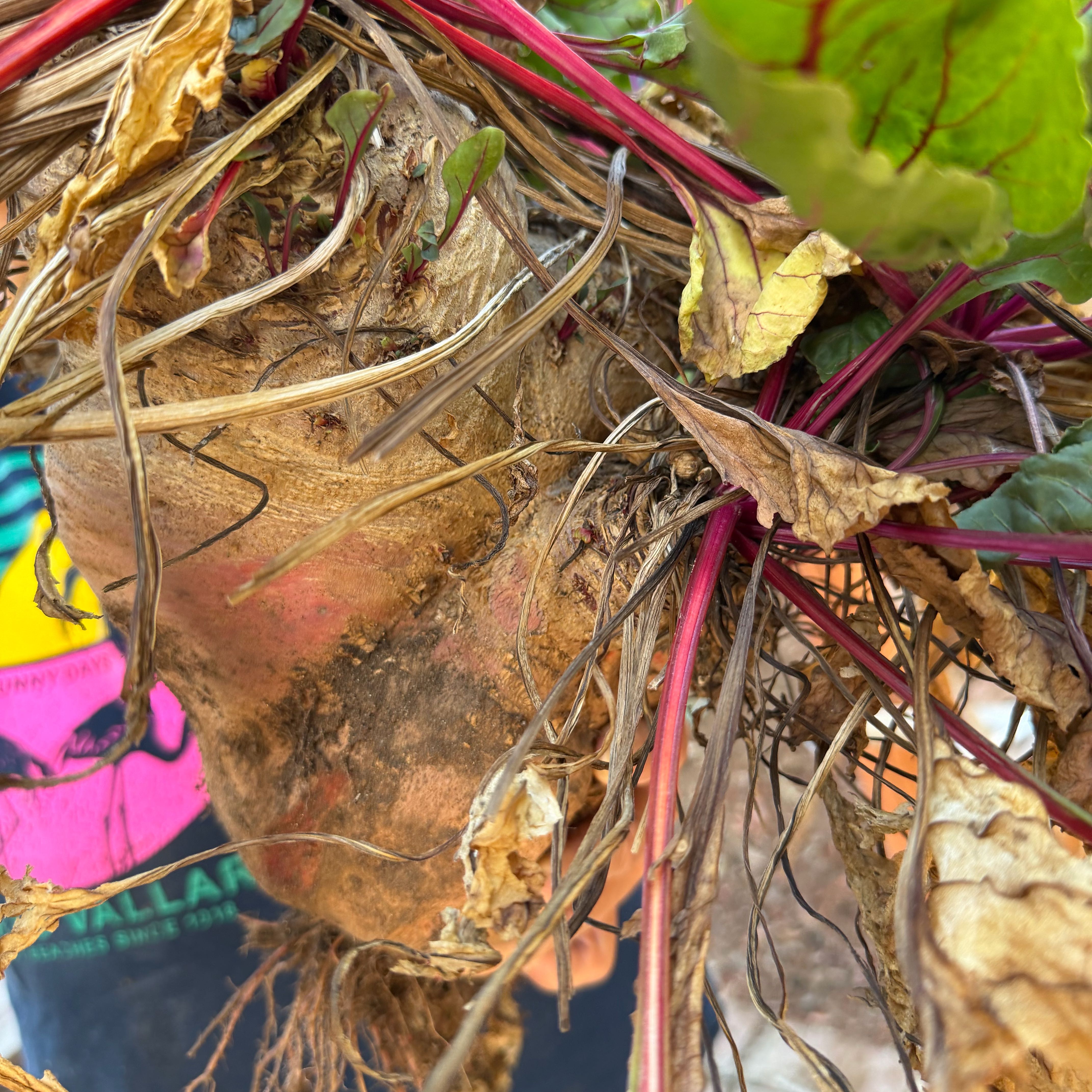 Photo of the plant species Common Beet by @FastKeylime6 named Lunar on Greg, the plant care app
