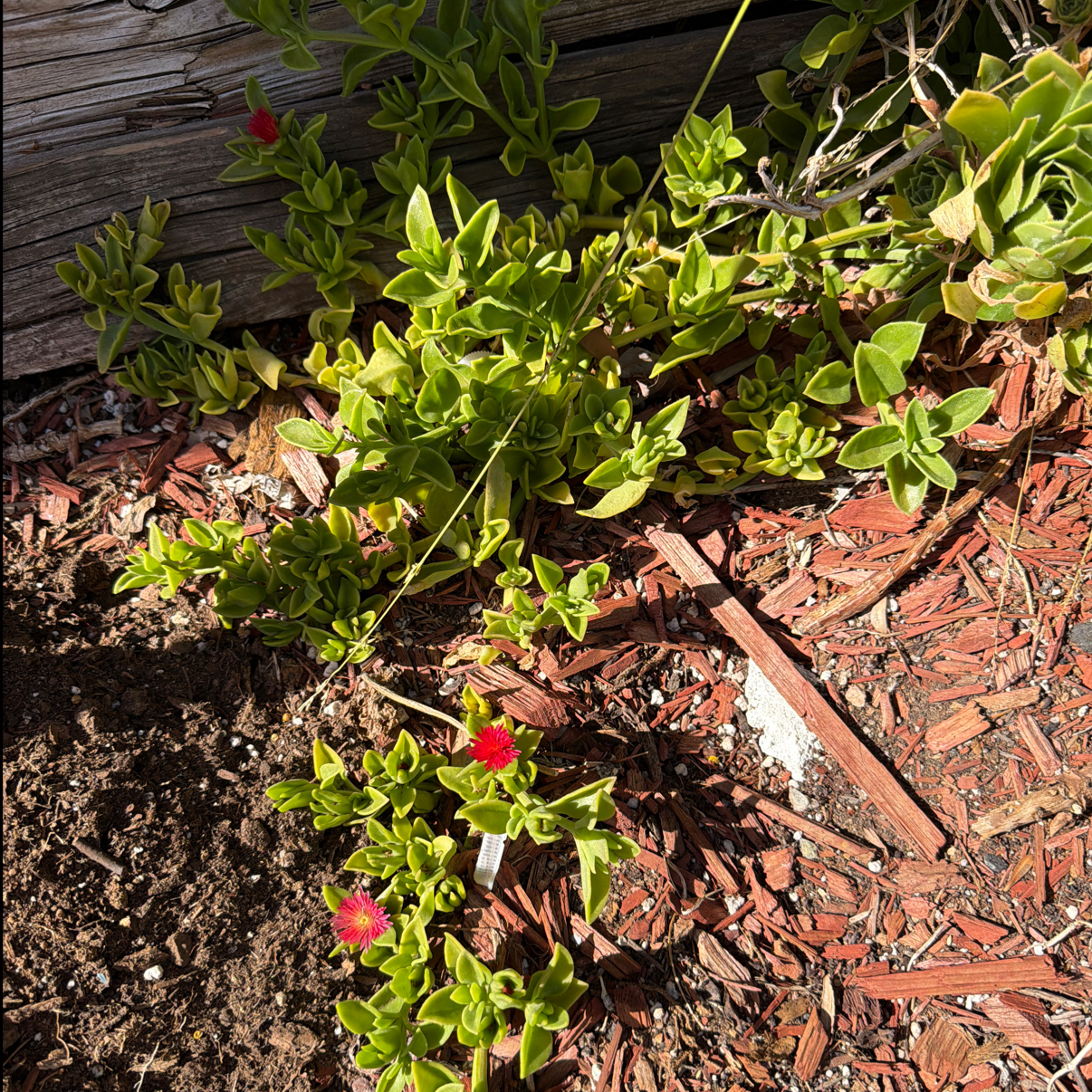 Photo of the plant species Sea Sandwort by @FastKeylime6 named Bubblegum on Greg, the plant care app